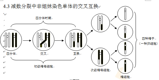 2017高考生物复习:减数分裂