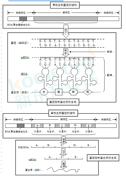 2017高考生物复习：基因结构及控制蛋白质的合成