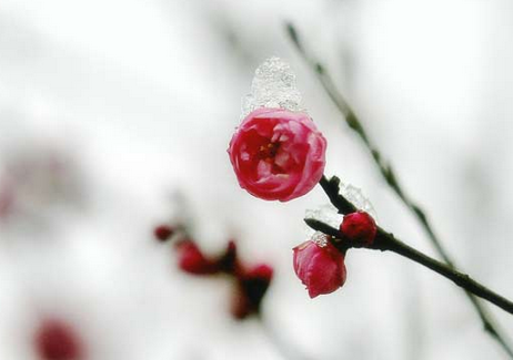 托福词汇:用英语聊聊二十四节气之立春的传统风俗 托福词汇:用英语聊聊二十四节气之立春的传统风俗
