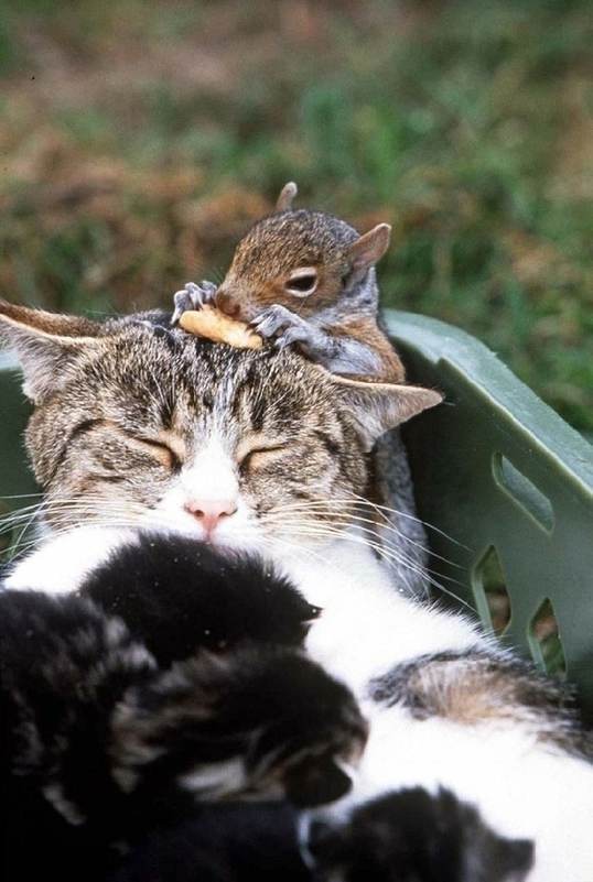 托福词汇：“跨种群友情”interspecies friendship