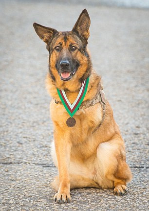 军犬_sm军犬警犬