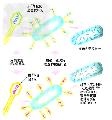 高考生物复习：噬菌体侵染细菌的实验