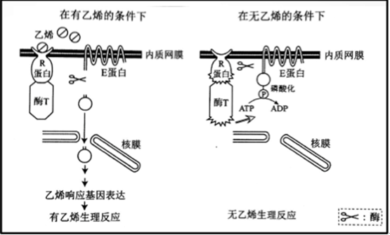 万猛解析2016北京高考生物试题(2)(第3页)