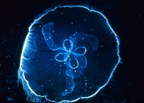 托福阅读材料推荐:生物体发光的作用