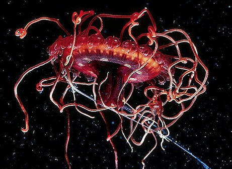 托福阅读材料推荐:生物体发光的作用