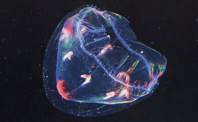 托福阅读材料推荐:生物体发光的作用