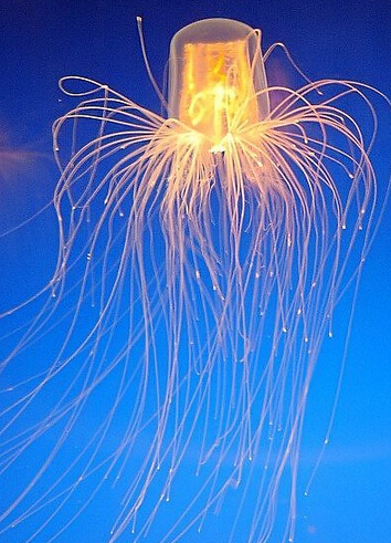 托福阅读材料推荐:生物体发光的作用