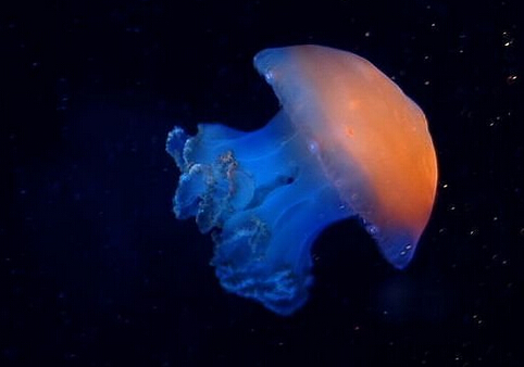 托福阅读材料推荐:生物体发光的作用