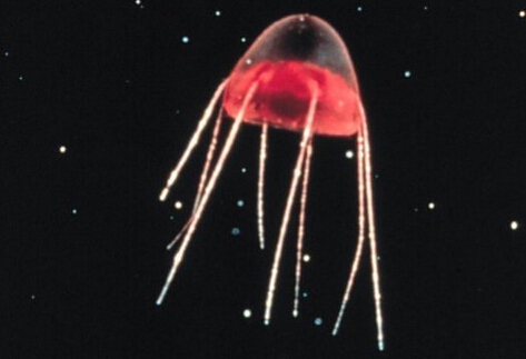 托福阅读材料推荐:生物体发光的作用 托福阅读材料推荐:生物体发光的作用