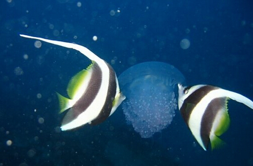 托福阅读材料推荐:生物体发光的作用 托福阅读材料推荐:生物体发光的作用