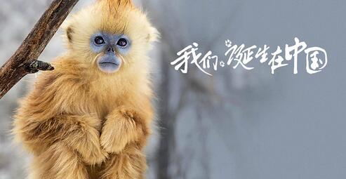 《我们诞生在中国》观后感