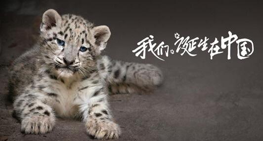 《我们诞生在中国》观后感