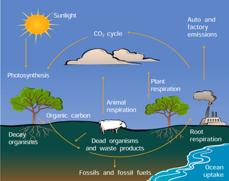 雅思写作小作文流程图解析及范文：大自然的碳循环