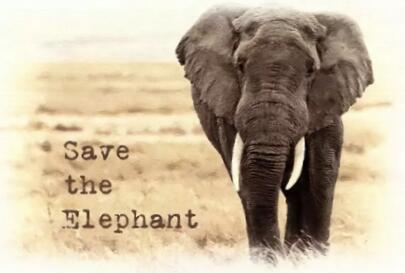 新SAT写作解析:拯救非洲大象