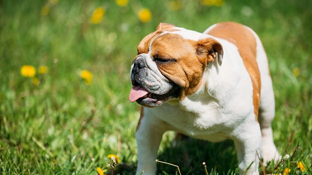 english bulldog in need of 'new blood' ӢţȮͨ