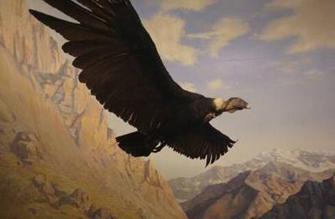 美国博物馆文化与托福考试