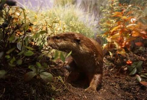 美国博物馆文化与托福考试