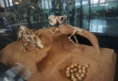 美国博物馆文化与托福考试