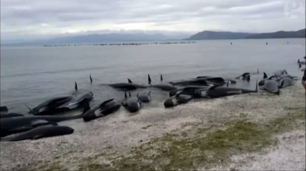 新西兰约三百鲸鱼因搁浅丧生(双语)_英语_