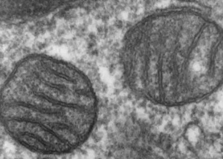 ACT科学推理必备知识:细胞器