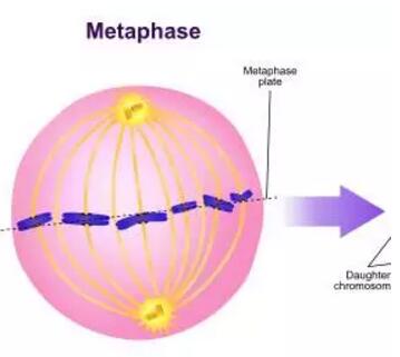 ACT科学推理必备知识:有丝分裂mitosis