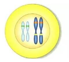 ACT科学推理必备知识:隐性基因