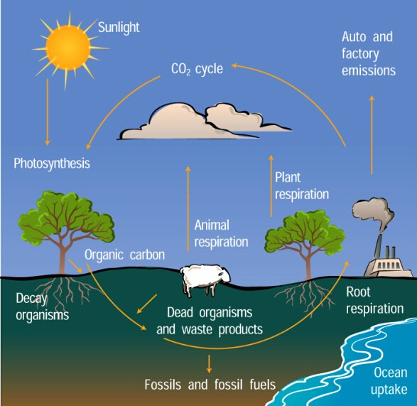 雅思写作小作文流程图考官范文：自然界的碳循环