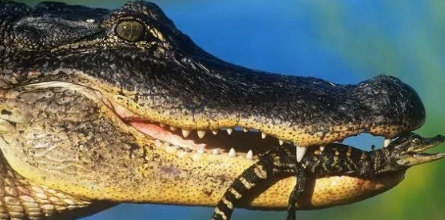 美洲短吻鳄the American Alligator介绍:托福词汇