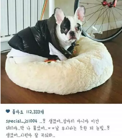 崔始源爱犬咬人致死 被要求退出新剧(组图)