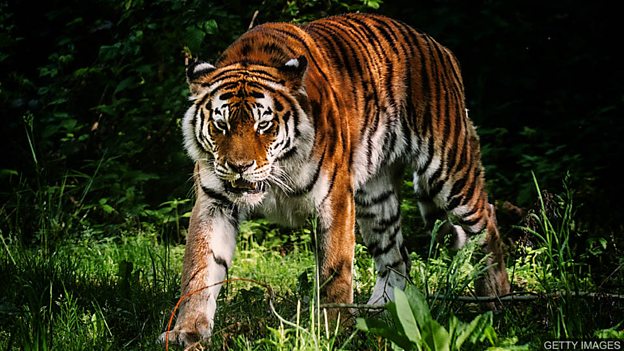 Learning English: English Quizzes – Tigers: Images/Getty