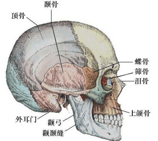 医疗卫生临床外科:颅底骨折(1)