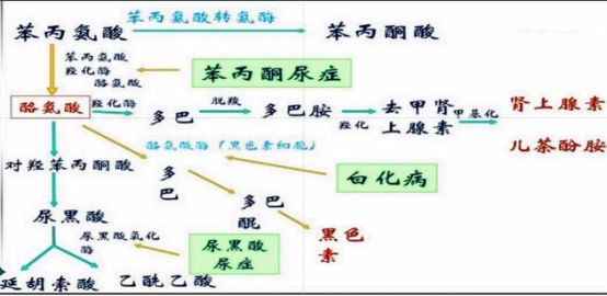 西综考研考点酪氨酸代谢