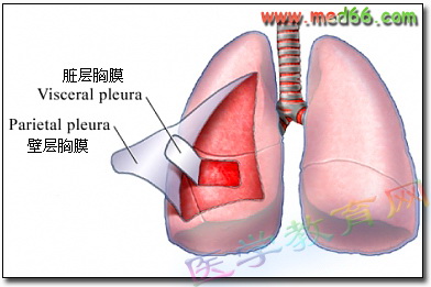 肺部听诊-临床助理医师考试实践技能辅导