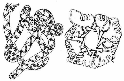 白质的四级结构-临床执业医师考试生化考点_临