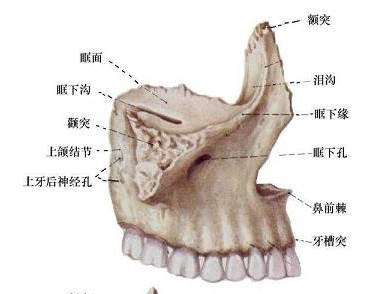 2017口腔助理医师颌面外科学指导上颌骨解剖形态