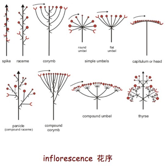 关于flower,你还知道多少?