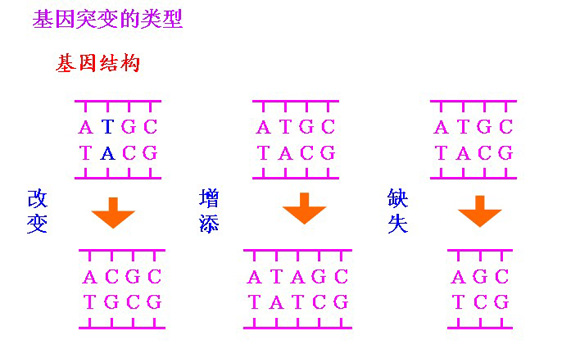 高二生物教案:基因突变的类型