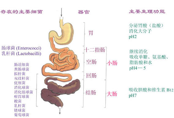 人体肠道中正常菌群之分布