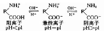 蛋白质的两性电离和等电点   蛋白质是由氨基酸组成的,其分子中除