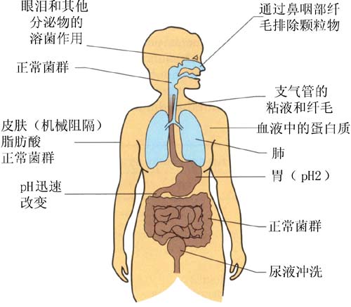 基础医学综合 医学微生物学 ></p></a> 正文       人体器官对感染的防护