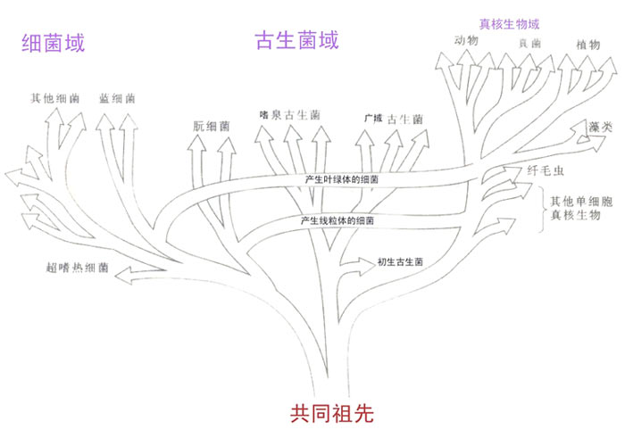 在图示"生物的系统进化树"中,左侧的黄色分枝是细菌域;中间的褐色和