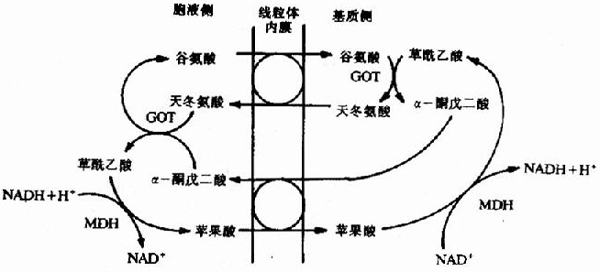 呼吸链(6)-临床执业医师考试生化指导