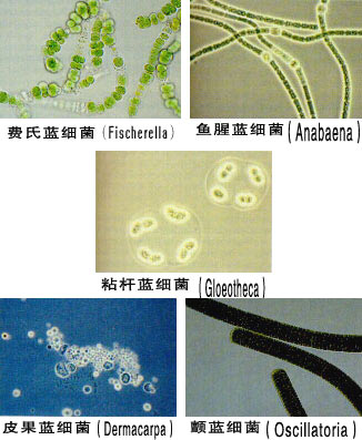 由成串细胞连成丝状的蓝细菌,在细胞链断裂时形成的片段,称之为链丝段