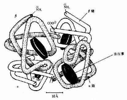 白质的四级结构-临床执业医师考试生化考点_临