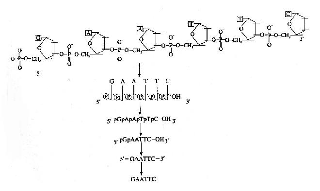DNA的一级结构与功能(1)-临床助理医师考试生物化学笔记备考