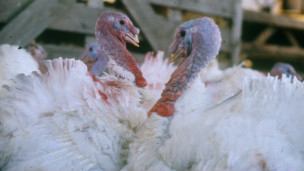 Turkeys