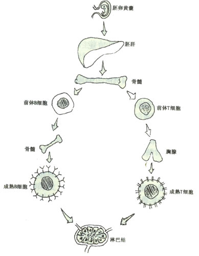 人体免疫系统临床执业医师考试微生物指导