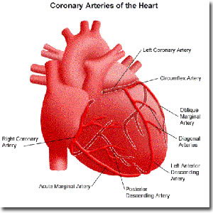 冠脉循环(coronary circulation)特点   1,解剖特点:冠状血管易受