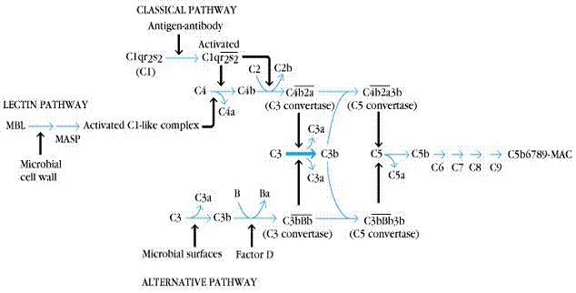 补体系统的激活-临床执业医师考试免疫学精讲