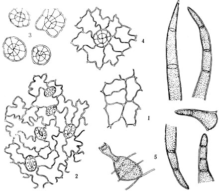 大黄显微鉴别图图片